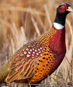 Chim trĩ thương phẩm